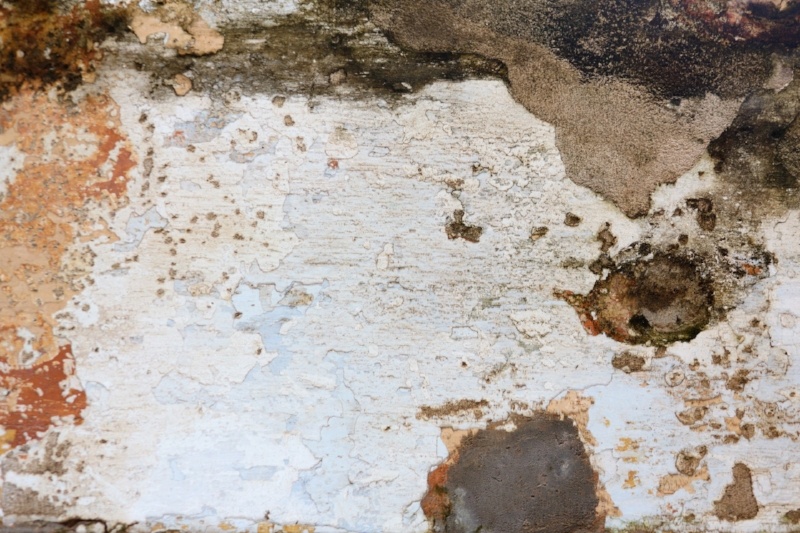 mold-wall-883465-edited